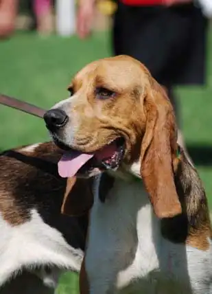 Breed Appearance