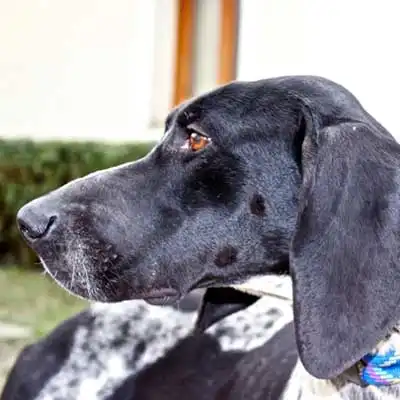 Chien Francais Blanc et Noir dog breed.