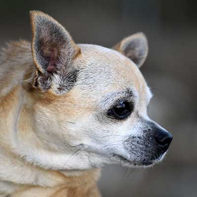 Chihuahua