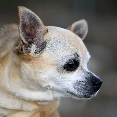 Chihuahua dog breed.