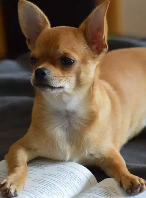 Breed Origin