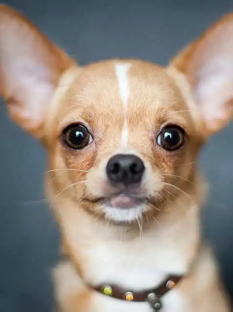 Breed Appearance