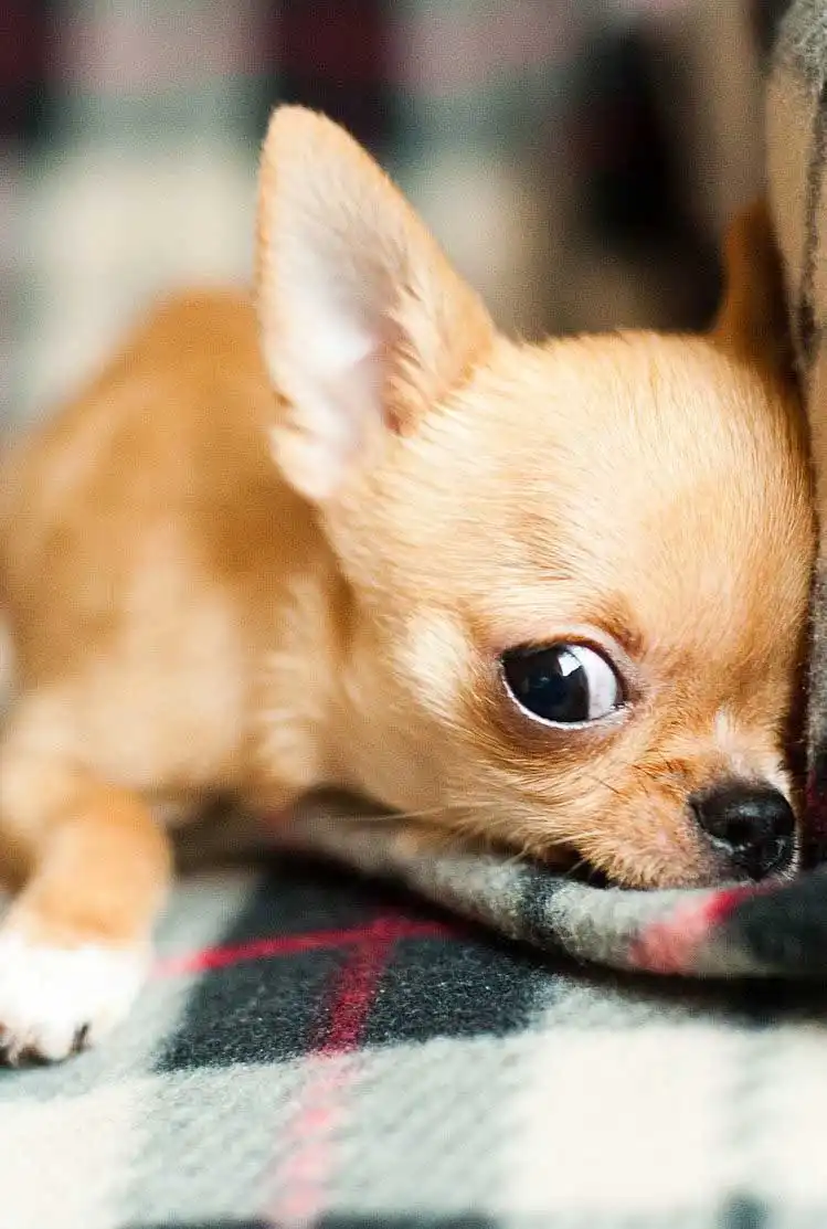 Behavior & Temperament
