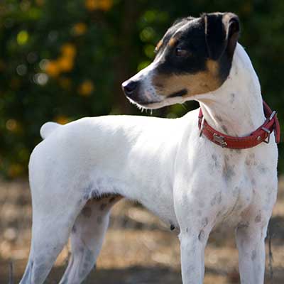 Chilean Fox Terrier