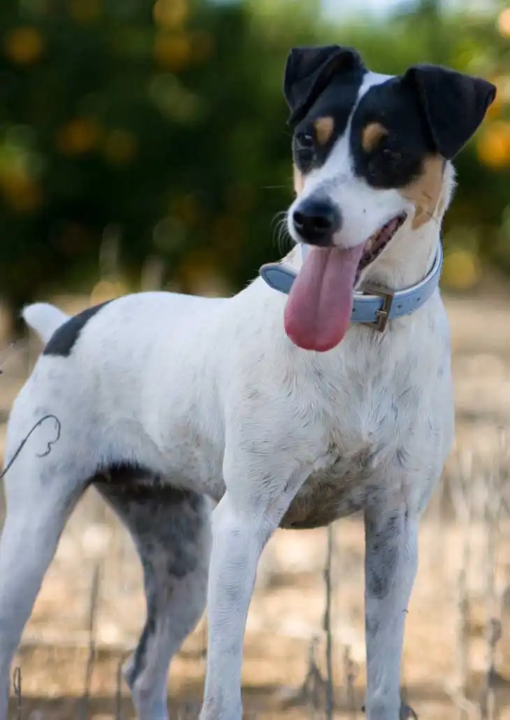 Breed Origin