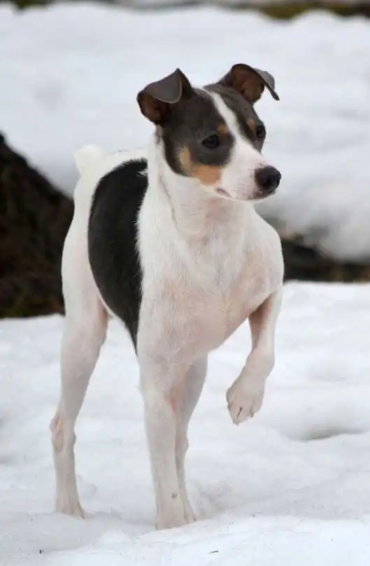Breed Appearance
