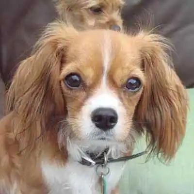 Chilier dog breed.