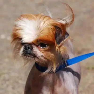 チン・クレステッドの犬種情報。