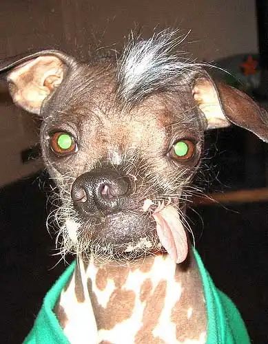 Apparence du Chin Crested
