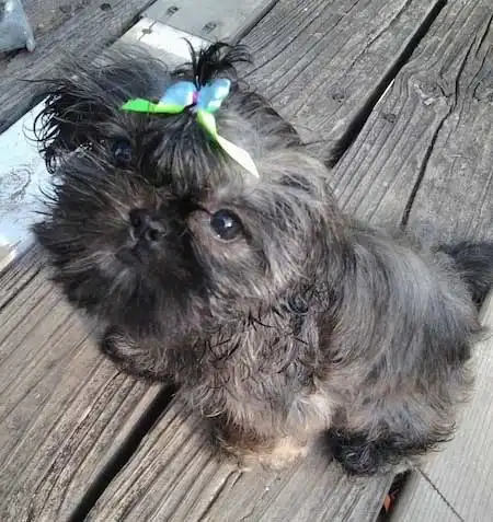 Chinese Imperial Dog