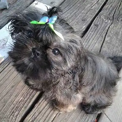 Chinese Imperial Dog dog breed.