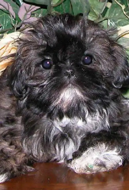 Breed Appearance