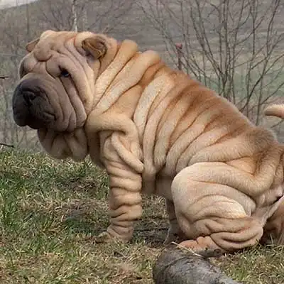 Chinese Shar-Pei dog breed.