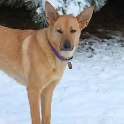 Chinook dog breed.