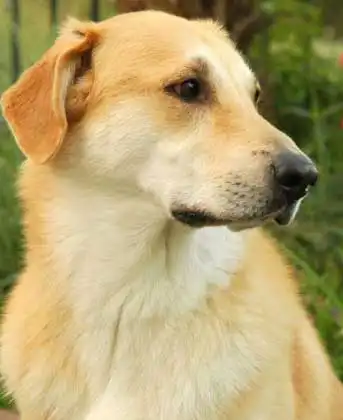 Breed Origin
