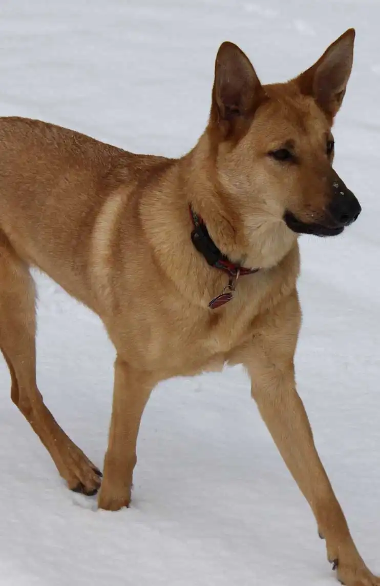 Breed Appearance