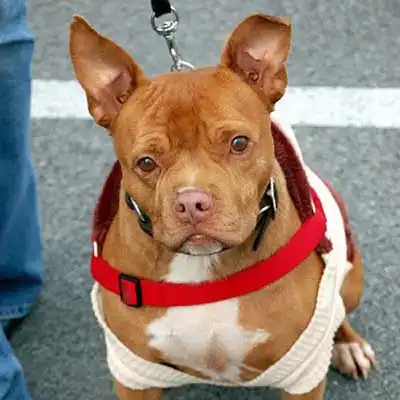 Chipit dog breed.