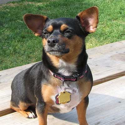 Chiweenie