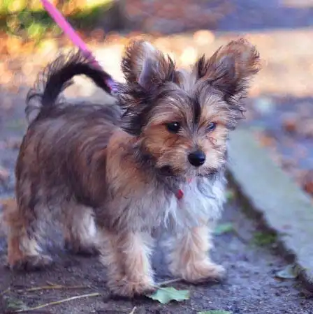 Chorkie