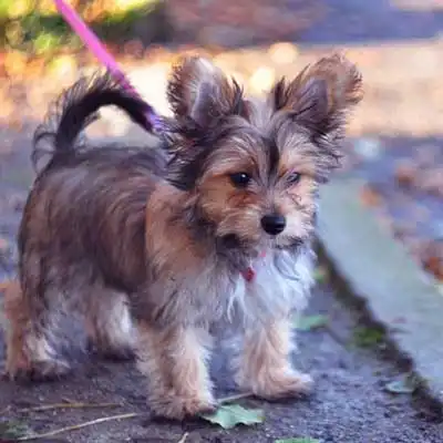 Chorkie dog breed.