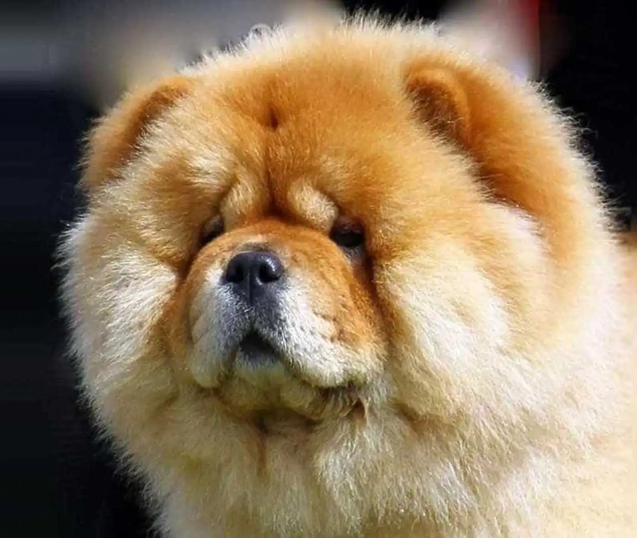 Chow Chow