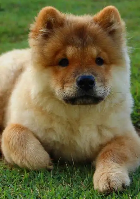 Breed Origin