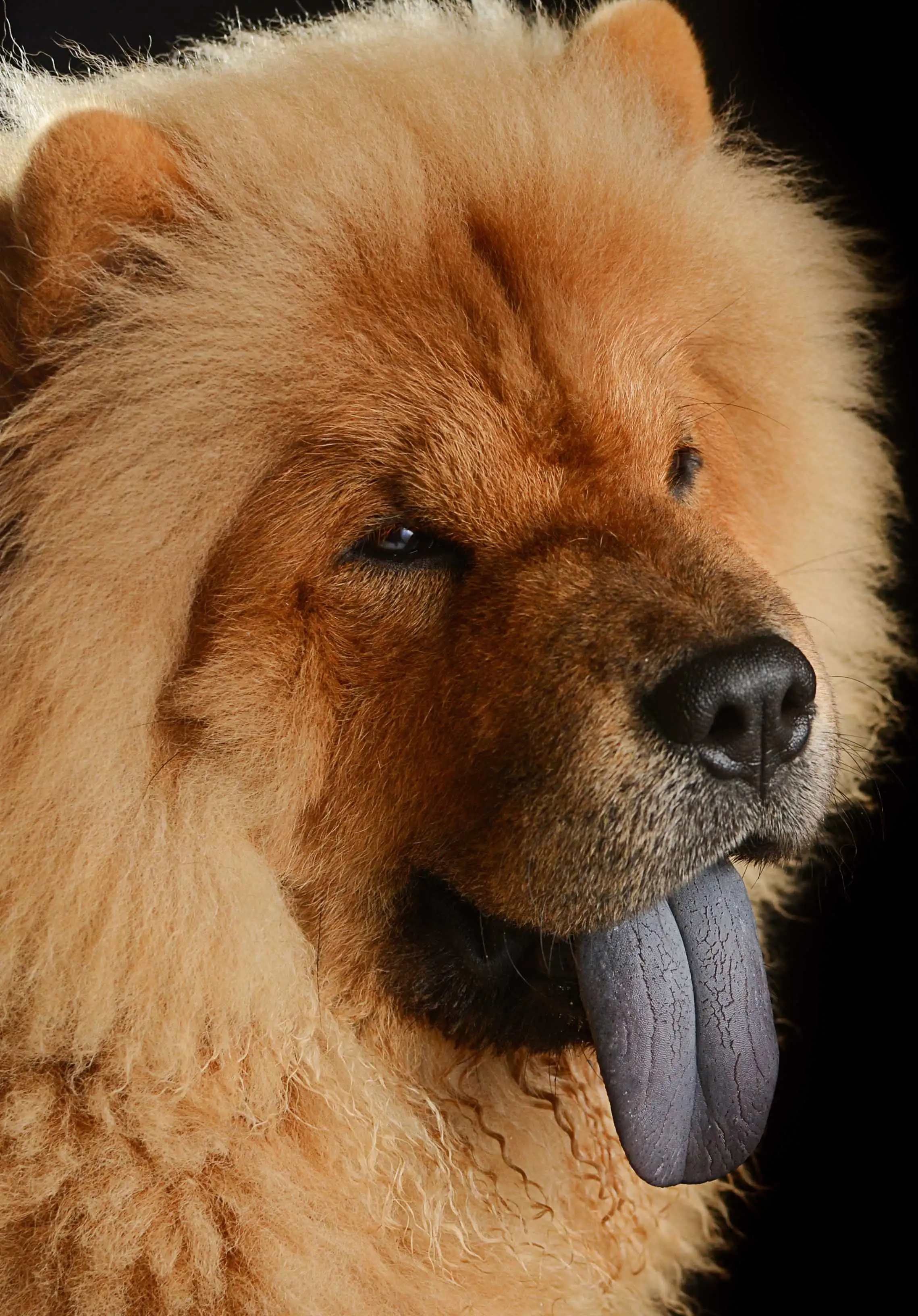 Breed Appearance
