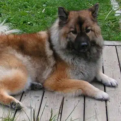 Chow Shepherd dog breed.