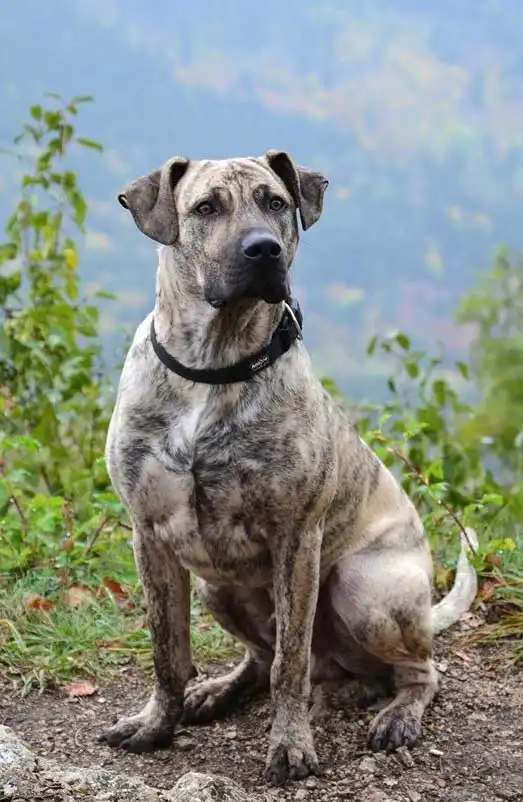 Breed Origin