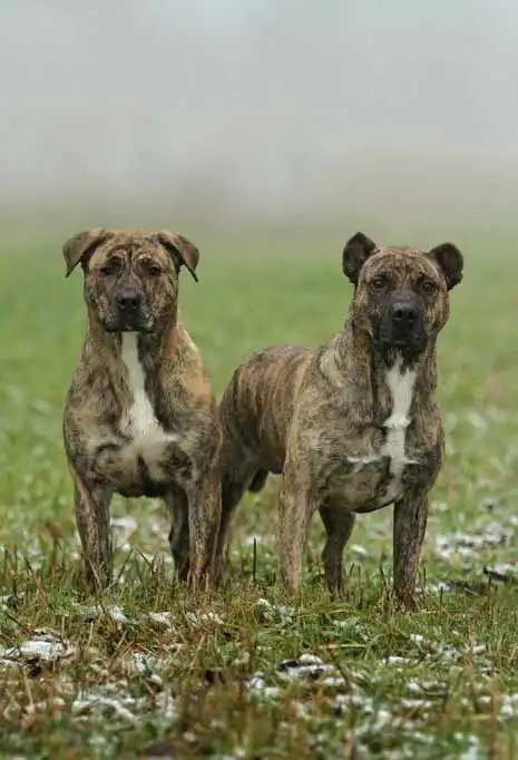 Breed Appearance