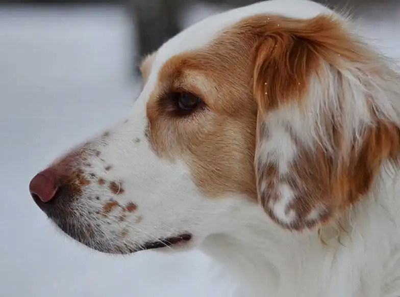 Clumber Lab