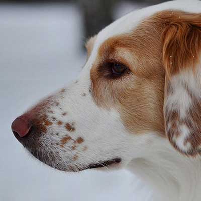 Clumber Lab