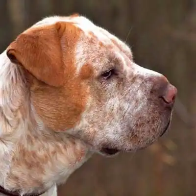 Clumber Pei dog breed.