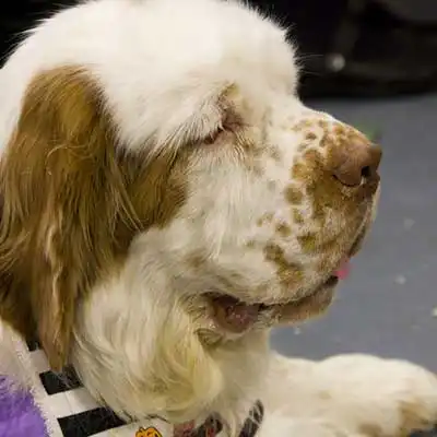 Clumber Spaniel dog breed.