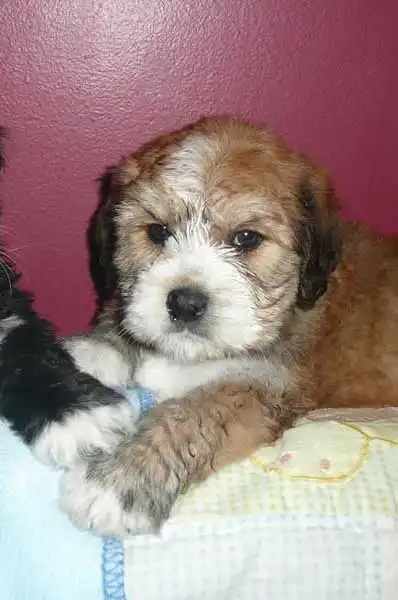 Breed Appearance
