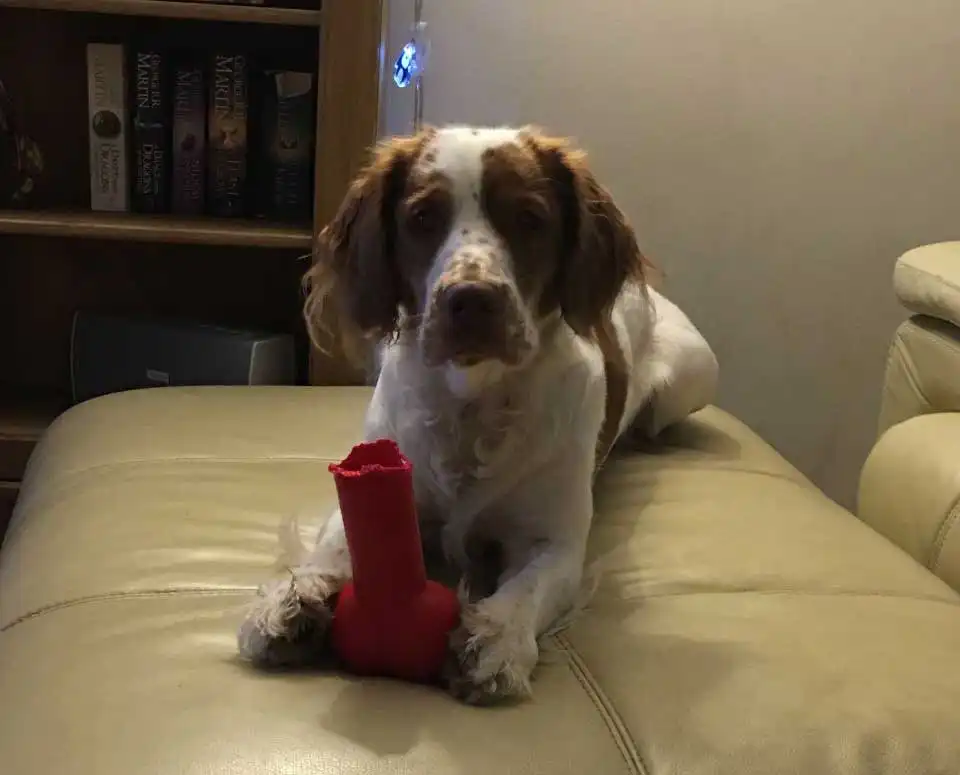 Cluminger Spaniel