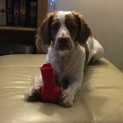 Cluminger Spaniel