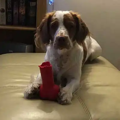 Cluminger Spaniel dog breed.