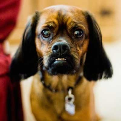 Cocker Griffon