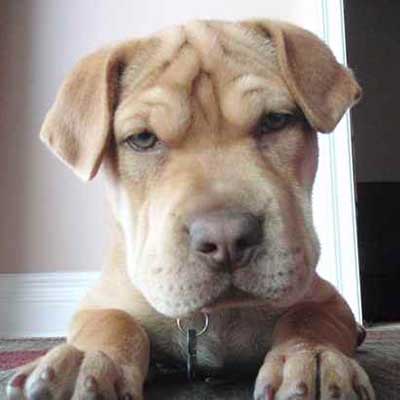 Cocker-Pei