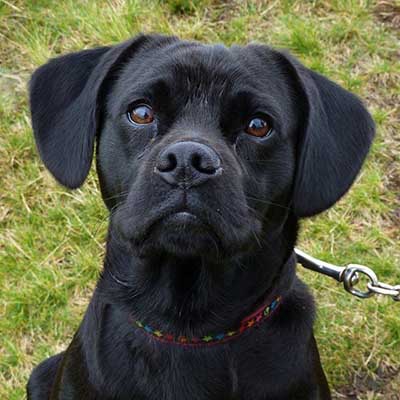 Cocker Pug