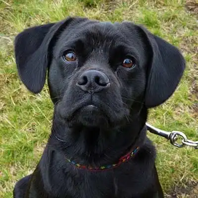 Cocker Pug dog breed.