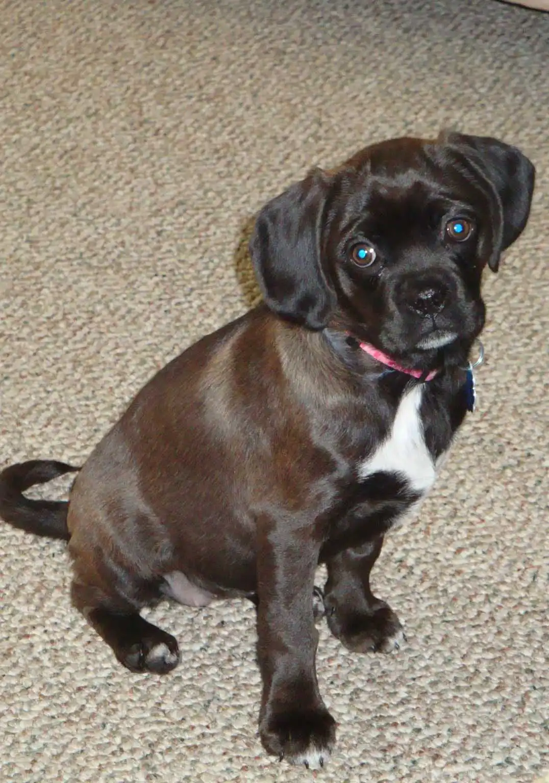 Breed Appearance