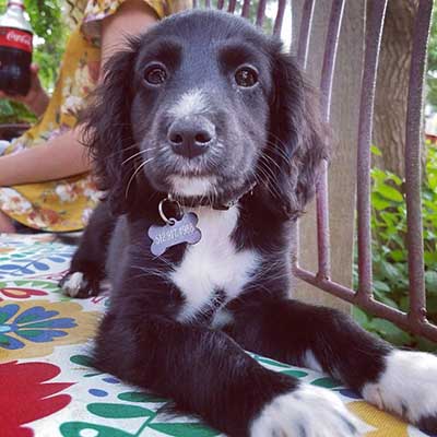 Cocker Sheltie