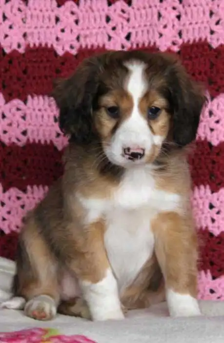 Breed Origin