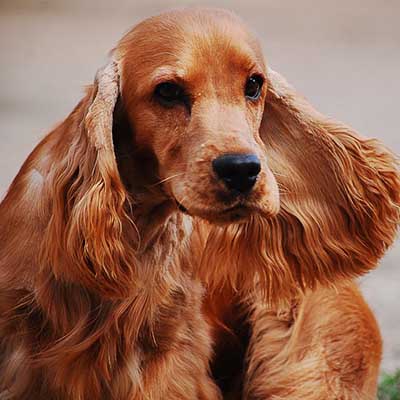 Cocker Spaniel