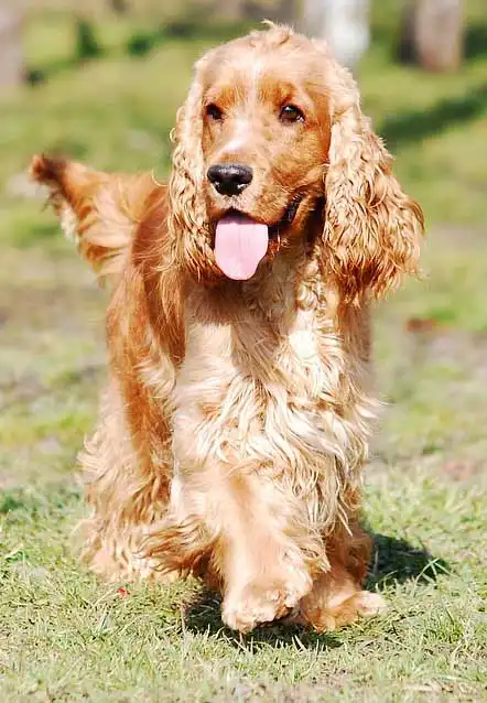 Breed Origin