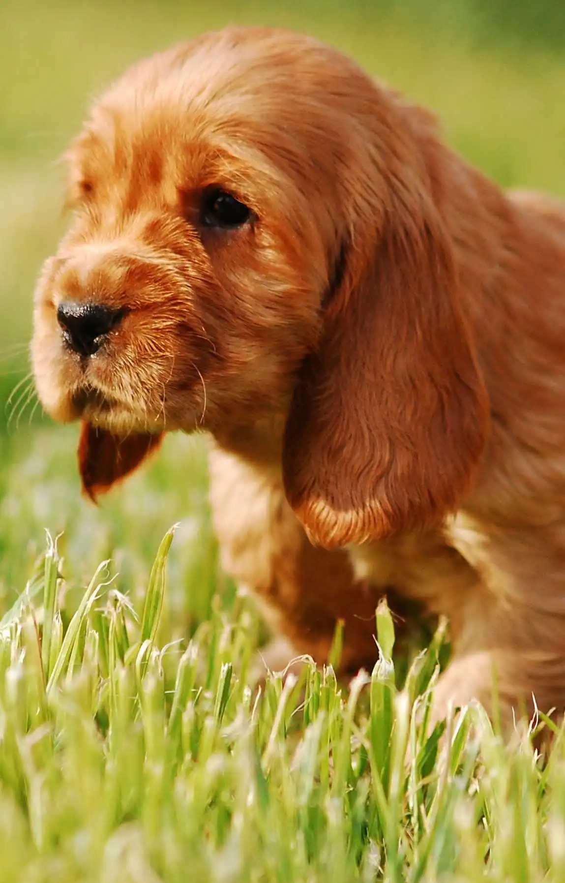 Breed Appearance