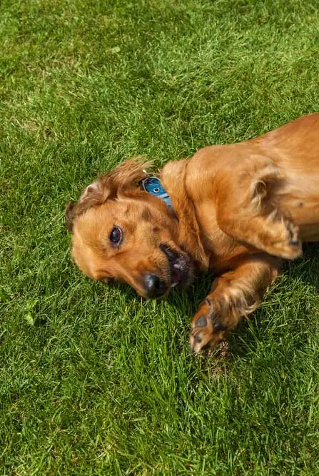 Breed Appearance
