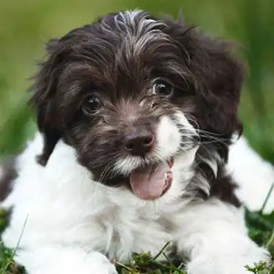 Copica dog breed.